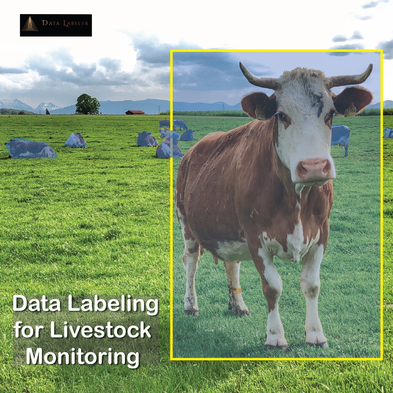 Data Labeling for Livestock Monitoring